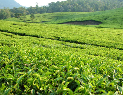 Tea plantation vagamon