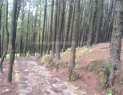 Vagamon Pine Forest 